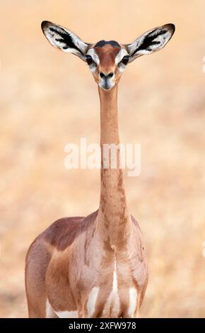 Gerenuk (Litocranius walleri) femelle, réserve nationale de Samburu, Kenya. Banque D'Images