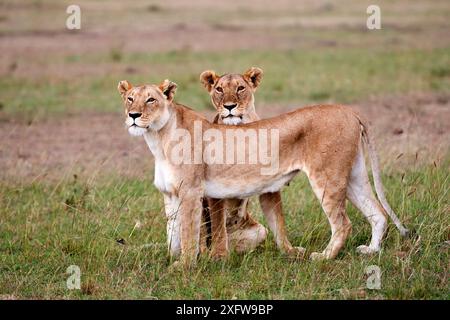 Lion africain (Panthera leo) deux femelles ) réserve nationale du Masai Mara, Kenya. Banque D'Images