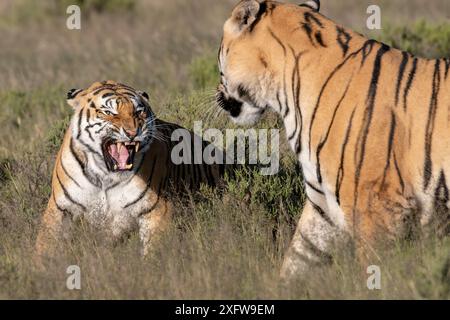 Tigres qui combattent en Afrique du Sud. Banque D'Images