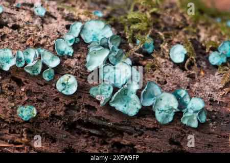 Champignon vert (Chlorociboria aeruginascens) Sussex, Angleterre, Royaume-Uni. Septembre. Banque D'Images