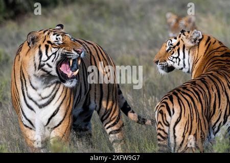 Tigres qui combattent en Afrique du Sud. Banque D'Images