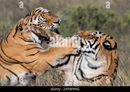 Tigres qui combattent en Afrique du Sud. Banque D'Images