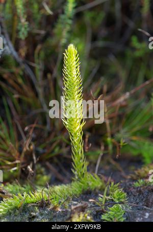 Marais (Lycopodiella inundata), jeudi, Surrey, Royaume-Uni. Banque D'Images