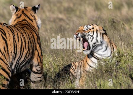 Tigres qui combattent en Afrique du Sud. Banque D'Images