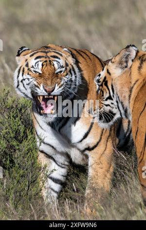 Tigres qui combattent en Afrique du Sud. Banque D'Images