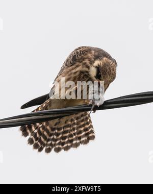 Faucon à pieds rouges (Falco vespertinus), juvénile avec proie de rongeurs, Finlande, septembre Banque D'Images