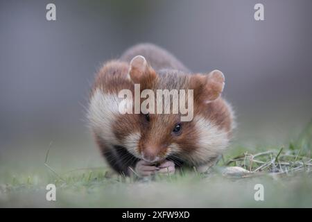 Hamster européen (Cricetus cricetus), adulte avec des poches pleines de joue rongeant une noix, Vienne, Autriche. Octobre. Banque D'Images