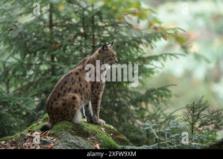 Lynx femelle (Lynx lynx) assis sur le rocher, Parc national de la forêt bavaroise, Bavière, Allemagne. Captif. Septembre. Banque D'Images