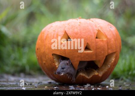 Rat brun (Rattus norvegicus) juvénile, sortant de la bouche de la citrouille d'Halloween avec une graine de citrouille dans sa bouche, Braunschweig, basse-Saxe, Allemagne. Novembre. Banque D'Images