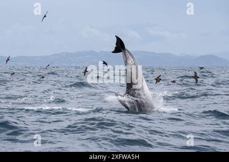 Dauphins pélagiques à bec large (Tursiops truncatus) suivis des pétrels noirs (Procellaria parkinson), usage éditorial du nord de la Nouvelle-Zélande seulement. Banque D'Images