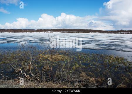 Habitat de reproduction de la grèbe slave (Podiceps auritus) pendant la fonte et le dégel des neiges au début du printemps. Pendant cette période, la disponibilité des sites de nidification est limitée. Kolvik, fjord de Porsanger, Finnmark, Norvège. Mai. Banque D'Images