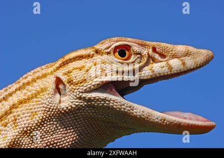 Moniteur du désert (Varanus griseus griseus) se produit dans le Sahara. Conditions contrôlées. Banque D'Images