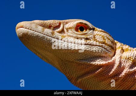 Moniteur du désert (Varanus griseus griseus) se produit dans le Sahara. Conditions contrôlées. Banque D'Images