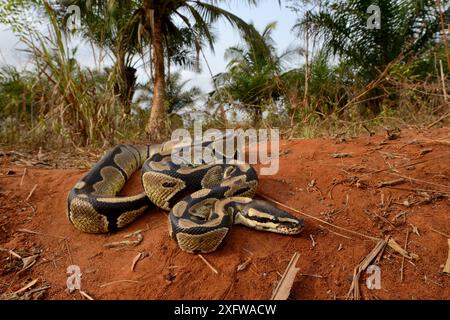 Python royal (Python regius) le Togo. Conditions contrôlées Banque D'Images