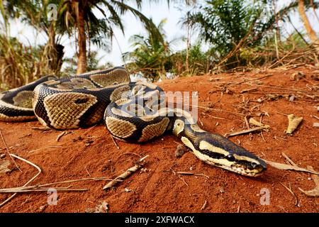 Python royal (Python regius) le Togo. Conditions contrôlées Banque D'Images
