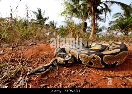 Python royal (Python regius) le Togo. Conditions contrôlées Banque D'Images