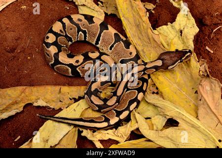 Python royal (Python regius) Togo. Conditions contrôlées Banque D'Images