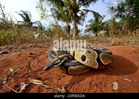 Python royal (Python regius) enroulé en boule, Togo. Conditions contrôlées Banque D'Images