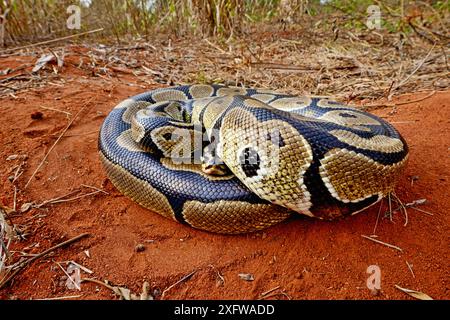 Python royal (Python regius) enroulé en boule, Togo. Conditions contrôlées Banque D'Images