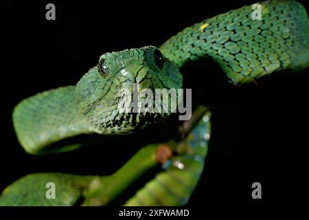 Portrait de vipère arbre ouest-africain (Atheris chlorechis), Togo. Conditions contrôlées Banque D'Images