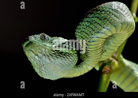 Portrait de vipère arbre ouest-africain (Atheris chlorechis), Togo. Conditions contrôlées Banque D'Images