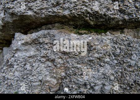 Calcaire crinoïdien Carbonifeous (Dinantien), Halkyn, pays de Galles. Ce calcaire est entièrement constitué de fragments de crinoïdes fossiles. Les crinoïdes sont similaires aux Lillys de mer Banque D'Images