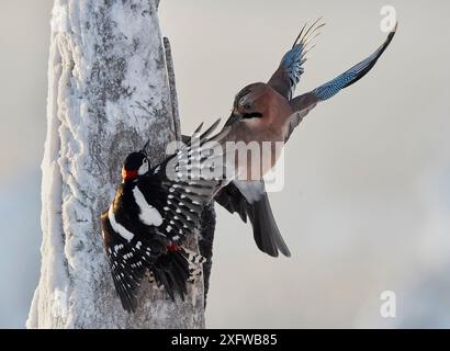 Combat de Jay (Garrulus glandarius) et de grand pic ponctué (Dendrocopus major), Kuusamo, Finlande, janvier. Banque D'Images