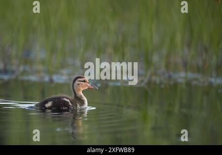 Colvert (Anas platyrhynchos) poussin sur l'eau, Vaala, Finlande, juin Banque D'Images