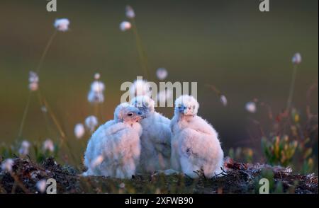 Chiks de faucon pèlerin (Falco peregrinus) poussins dans le nid, Vaala, Finlande, juin. Banque D'Images