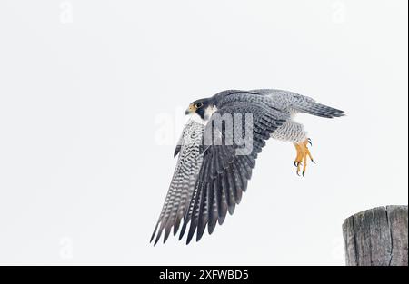 Décollage du faucon pèlerin (Falco peregrinus), Canada, janvier. Banque D'Images