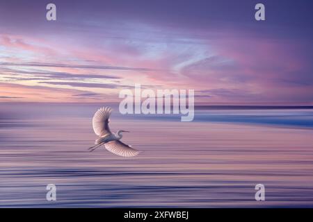 Grande aigrette blanche en vol au-dessus de l'océan au coucher du soleil Banque D'Images
