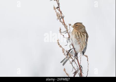 Twite (Carduelis flavirostris) perché sur une plante morte dans la neige, Vantaa, Finlande, février. Banque D'Images