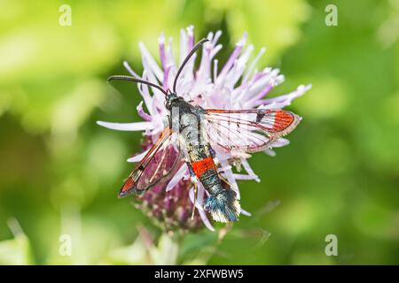 Clairière à pointe rouge (Synanthedon formicaeformis) se nourrissant de chardon rampant, Sutcliffe Park, Eltham, Londres, Angleterre, ROYAUME-UNI. Septembre. Banque D'Images
