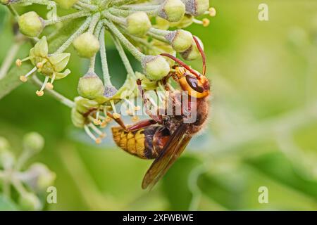 Hornet (Vespa crabro) se nourrissant de fleur de lierre, Brockley Gardens, Lewisham, Londres, Angleterre, ROYAUME-UNI. Septembre. Banque D'Images