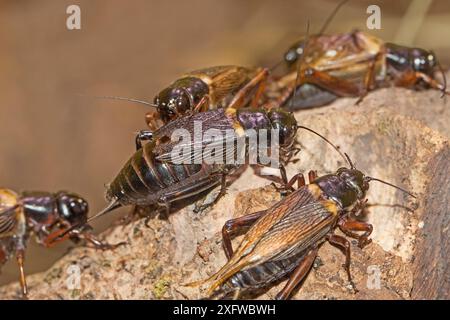 Grillons africains (Gryllus bimaculatus) captifs. Banque D'Images