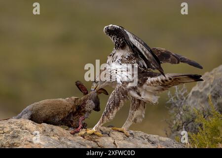 Aigle de Bonelli (Aquila fasciata) avec proie de lapin, Valence, Espagne, février Banque D'Images