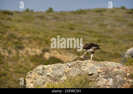 Aigle de Bonelli (Aquila fasciata) avec proie de lapin, Valence, Espagne, février Banque D'Images