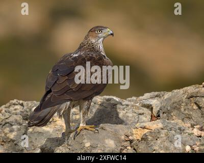 Aigle de Bonellis (Aquila fasciata) perché sur rocher, Valence, Espagne, février Banque D'Images