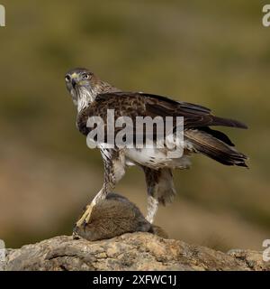 Aigle de Bonellis (Aquila fasciata) avec proie de lapin, Valence, Espagne, février Banque D'Images