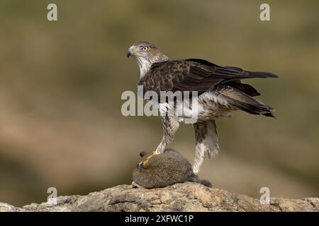 Aigle de Bonellis (Aquila fasciata) avec proie de lapin, Valence, Espagne, février Banque D'Images