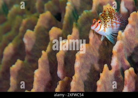 Nain faucon (Cirrhitichthys falco) perché sur les crêtes d'une éponge en tonneau. Anilao, Batangas, Luzon, Philippines. Verde Island passages, Océan Pacifique occidental tropical. Banque D'Images