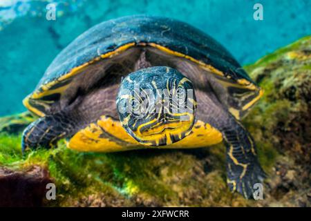 Suwanee (tortues d'eau douce Pseudemys concinna suwanniensis) nager sous les arbres en eau douce au printemps. Devil Printemps, Ginnie Springs, Springs, Florida, USA Banque D'Images