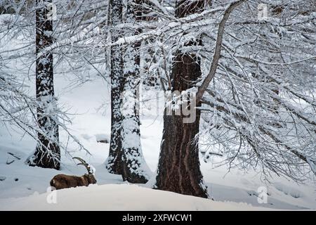 Bouibex alpin (bouibex Capra) mâle entre de très vieux pins dans la neige, Valsavarenche, Parc National du Gran Paradiso, Italie. Banque D'Images