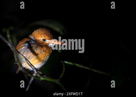 kingfisher pygmée de Madagascar (Corythornis madagascariensis) la nuit. Parc national de Masoala, baie d'Angotil, Nord-est de Madagascar. Banque D'Images