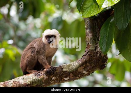 Lémurien brun à fronts blancs (Eulemur albifrons) mâle dans l'arbre, Nosy Mangabe, Parc National de Masoala, Madagascar. Banque D'Images