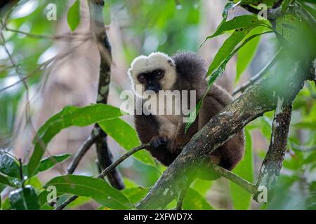 Lémurien brun à fronts blancs (Lemur fulvus albifrons) mâle dans l'arbre, Nosy Mangabe, parc national Masoala, Madagascar. Banque D'Images