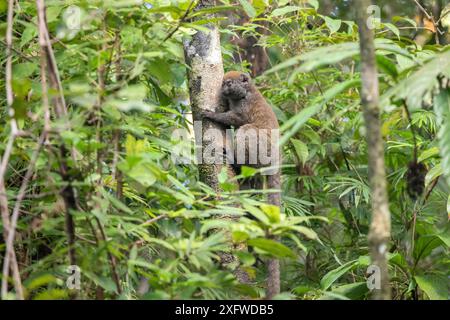 Sambirano Lémurien bambou inférieur (Hapalemur occidentalis) Parc national Masoala, Nord-est de Madagascar. Banque D'Images