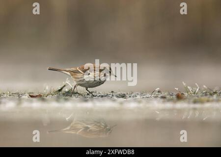 Alimentation par canalisation d'eau (Anthus spinoletta), réserve naturelle de Valkenhorst, pays-Bas. Décembre. Banque D'Images