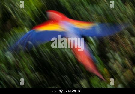 Scarlatine Macaw (Ara macao) volant, mouvement flou. Programme de réintroduction du macaron écarlate, Palenque, Chiapas, sud du Mexique, mars Banque D'Images