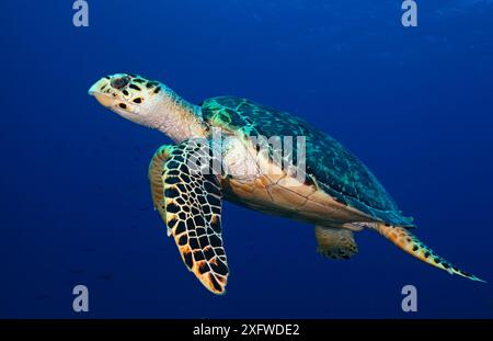 Tortue fauchée (Eretmochelys imbricata), UICN en danger critique d'extinction, Jardines de la Reina / jardins du parc national de la Reine, Ciego de Avila, Cuba, janvier Banque D'Images